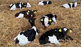 Dumfries & Galloway: Developing the rumen for optimum calf health